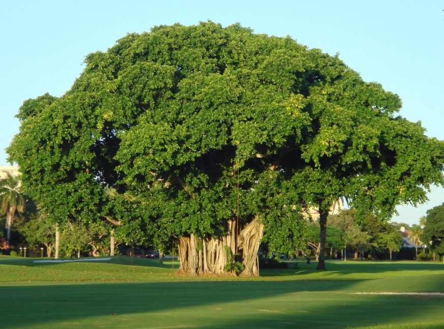 there are a large trees on the golf course