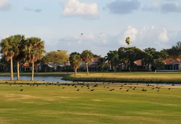 There are many birds on the golf course, as well as a lake and numerous clubhouses