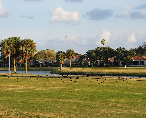There are many birds on the golf course, as well as a lake and numerous clubhouses