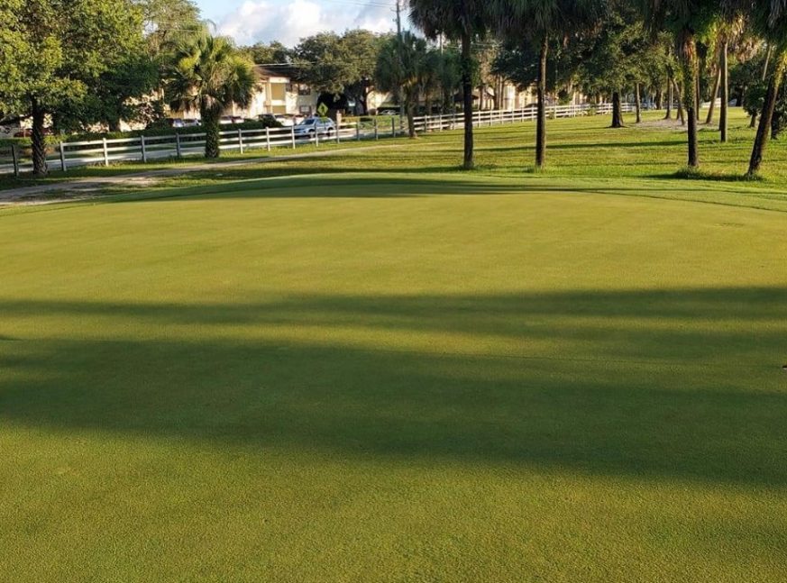 Homes and lot of trees on the golf course - University of South Florida Golf Community