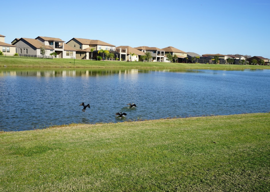 Lake and homes on the golf course with birds flying.